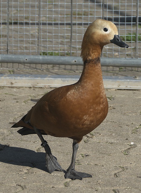 中场和前锋