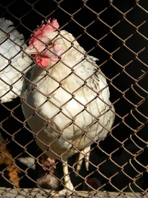 技術也逐漸 技術也逐漸
